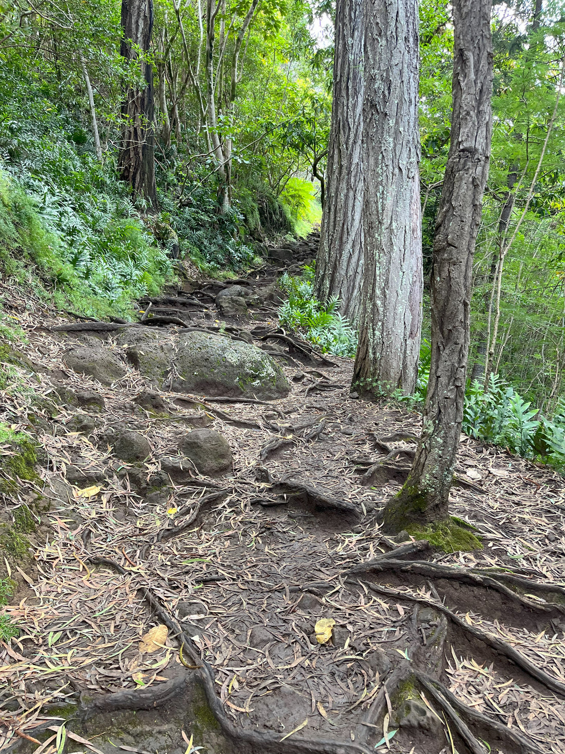 3 Hours of forest exploration at Makiki Valley Loop